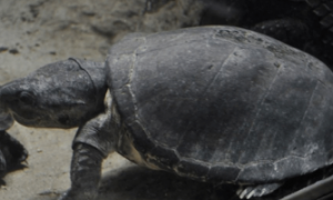 黑森林侧颈龟繁殖