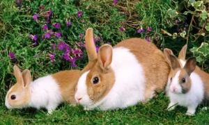 兔子下完小兔几天配兔子