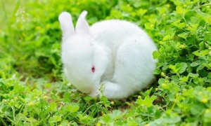 幼兔不吃苜蓿草有事吗