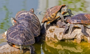 西非龟是深水龟吗