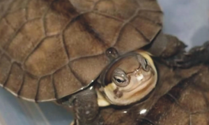 水龟和半水龟的区别