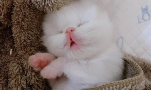 小奶猫白天一直睡觉正常吗
