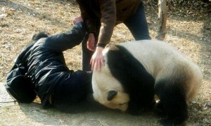 真实大熊猫吃人记录