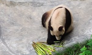 熊猫食物吃什么