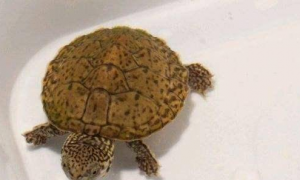 虎纹蛋龟能长多大