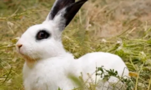 兔子眼睛黑色是什么品种