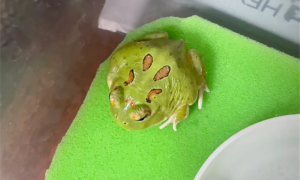 角蛙最多可以饿几天