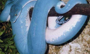 一种很罕见的蓝色毒蛇