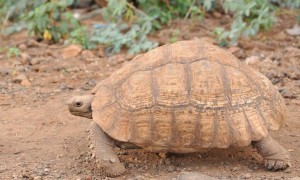 肯尼亚龟和西非龟可以杂交吗