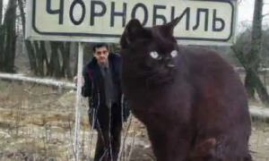 乌克兰巨猫有多大726斤
