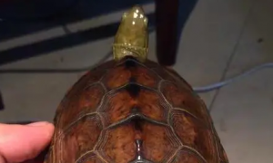 日杂花龟是深水龟吗