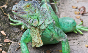 iguana是变色龙吗