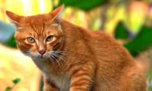 金丝猫是什么品种