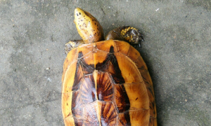 黄面澳龟怎么养