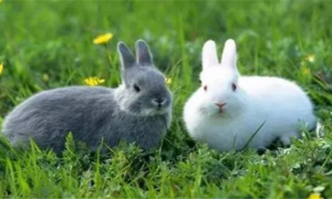 养兔子对人体健康有影响吗