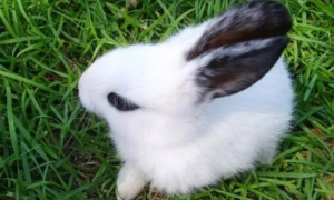 黑眼兔子是什么品种