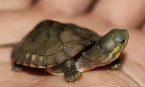 侏儒龟能长大吗
