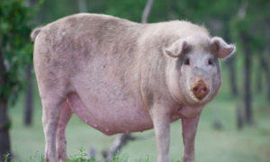 国内最好瘦肉型猪品种