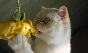 为什么猫咪总吃花叶子