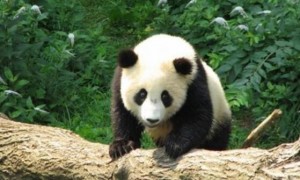 熊猫最恐怖的一面