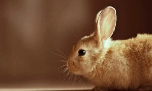 兔子发期情表现视频