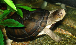 黑森林侧颈龟能长多大