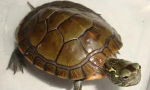 杂锦龟是什么品种