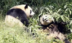 熊猫类别和熊有生殖隔离吗