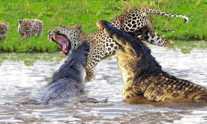 美洲豹vs湾鳄