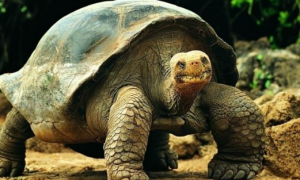 素食龟能长多大