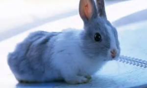 兔子哪个品种抗病最好养
