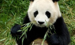 美国人为什么不善待大熊猫