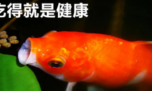 十大锦鲤鱼饲料品牌