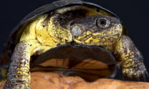 侏儒侧颈龟能冬眠吗