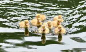 小鸭子能不能一直在水里