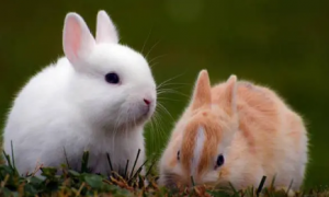 兔子品种大全及图片