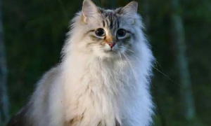 俄罗斯长毛猫的品种有哪些