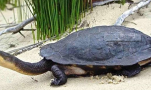 巨蛇颈龟是国家保护动物吗