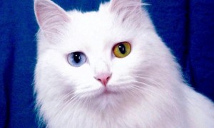 蓝黄眼睛的猫是什么品种