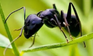 黑蚂蚁治疗类风湿配方