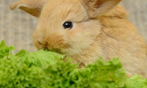兔子能吃生菜吗