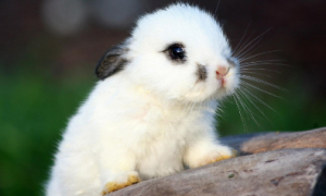 黄霉素在兔子饲料中的用量是多少