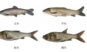 鱼的养殖密度