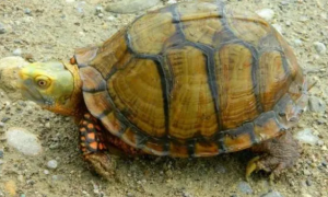 墨西哥龟甲龙和南非龟甲龙区别