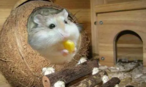 仓鼠可以吃橘子吗