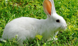 宠物兔中最漂亮的排名