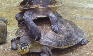 新几内亚侧颈龟能长多大