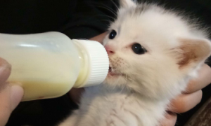 小奶猫吃什么奶粉比较好