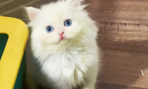 中华田园猫纯白蓝眼
