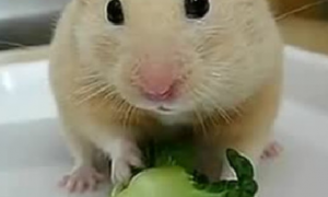 仓鼠能吃芒果吗